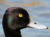 Lesser Scaup (Head, Beak & Eyes) - pic by Nigel Key