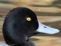 Greater Scaup (Head, Beak & Eyes) - pic by Nigel Key