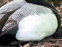 Lesser Scaup (Breast & Body) - pic by Nigel Key