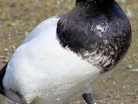 Greater Scaup (Breast & Body) - pic by Nigel Key