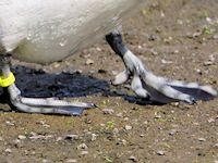 Greater Scaup (Legs & Feet) - pic by Nigel Key