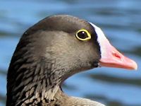 Lesser White-Fronted Goose (Head, Beak & Eyes) - pic by Nigel Key