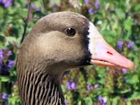 White-Fronted Goose (Head, Beak & Eyes) - pic by Nigel Key