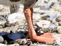 Lesser White-Fronted Goose (Legs & Feet) - pic by Nigel Key