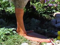 White-Fronted Goose (Legs & Feet) - pic by Nigel Key