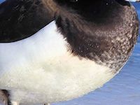 Ring-Necked Duck (Breast & Body) - pic by Nigel Key