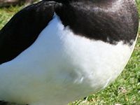 Tufted Duck (Breast & Body) - pic by Nigel Key