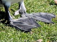 Tufted Duck (Legs & Feet) - pic by Nigel Key