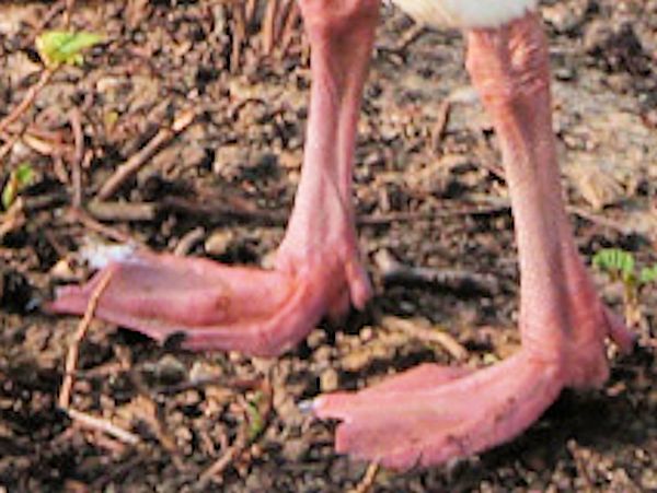 WILDFOWL IDENTIFICATION - ROSS'S GOOSE / SNOW GOOSE - WWT SLIMBRIDGE