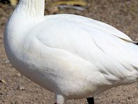 Ross's Goose (Breast & Body) - pic by Nigel Key