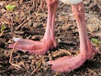 Snow Goose (Legs & Feet) - pic by Nigel Key