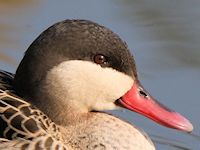 Red-Billed Teal (Head, Beak & Eyes) - pic by Nigel Key