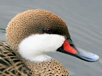 White-Cheeked Pintail (Head, Beak & Eyes) - pic by Nigel Key