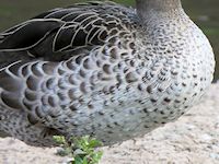 Red-Billed Teal (Breast & Body) - pic by Nigel Key