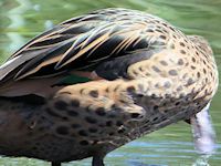 White-Cheeked Pintail (Breast & Body) - pic by Nigel Key