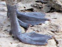 Red-Billed Teal (Legs & Feet) - pic by Nigel Key