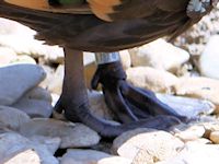 White-Cheeked Pintail (Legs & Feet) - pic by Nigel Key