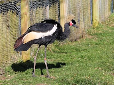 Black-Crowned Crane (WWT Slimbridge March 2014) - pic by Nigel Key