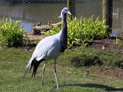 Demoiselle Crane (WWT Slimbridge April 2013) - pic by Nigel Key