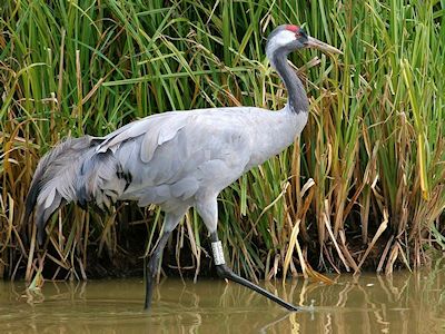 Eurasian Crane (WWT Slimbridge August 2010) - pic by Nigel Key