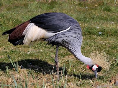 Grey-Crowned Crane (WWT Slimbridge April 2013) - pic by Nigel Key