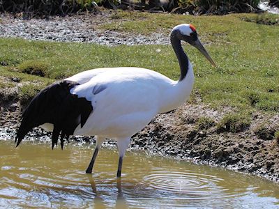 Red-Crowned Crane (WWT Slimbridge April 2013) - pic by Nigel Key