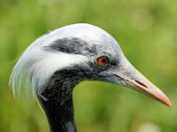 Demoiselle Crane (Crown, Bill & Eyes) - pic by Nigel Key