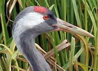 Eurasian Crane (Crown, Bill & Eyes) - pic by Nigel Key