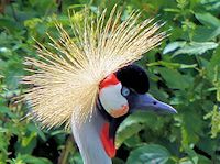 Grey-Crowned Crane (Crown, Bill & Eyes) - pic by Nigel Key