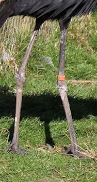 Black-Crowned Crane (Legs & Feet) - pic by Nigel Key