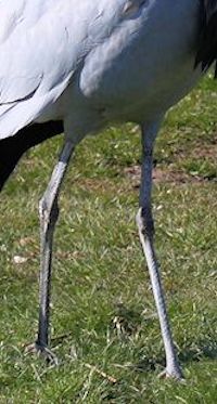 Demoiselle Crane (Legs & Feet) - pic by Nigel Key