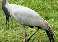 Demoiselle Crane (Plumage) - pic by Nigel Key