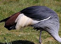 Grey-Crowned Crane (Plumage) - pic by Nigel Key