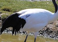 Red-Crowned Crane (Plumage) - pic by Nigel Key