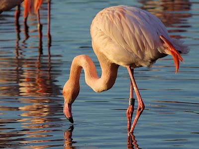 Greater Flamingo (WWT Slimbridge November 2013) - pic by Nigel Key