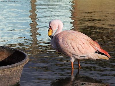 James's Flamingo (WWT Slimbridge October 2012) - pic by Nigel Key