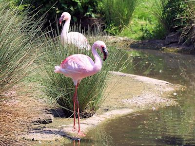 Lesser Flamingo (WWT Slimbridge May 2018) - pic by Nigel Key