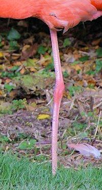 American Flamingo (Legs & Feet) - pic by Nigel Key