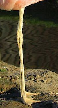 Andean Flamingo (Legs & Feet) - pic by Nigel Key