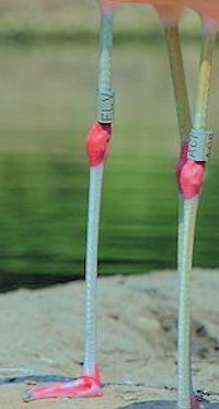 Chilean Flamingo (Legs & Feet) - pic by Nigel Key