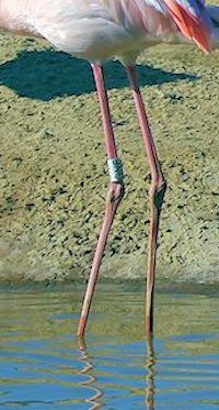 Greater Flamingo (Legs & Feet) - pic by Nigel Key