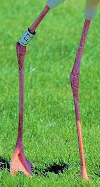 Lesser Flamingo (Legs & Feet) - pic by Nigel Key