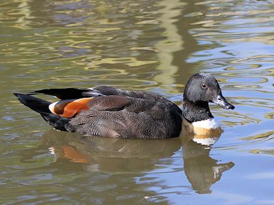 Australian Shelduck (WWT Slimbridge October 2017) - pic by Nigel Key