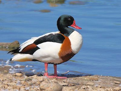 Common Shelduck (WWT Slimbridge May 2017) - pic by Nigel Key