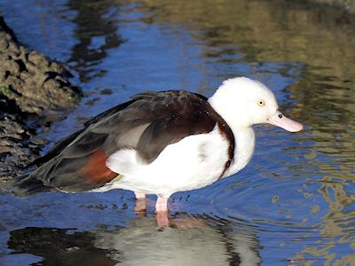 Radjah Shelduck (WWT Slimbridge November 2017) - pic by Nigel Key