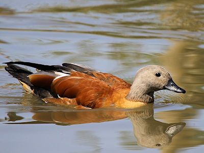 South African Shelduck (WWT Slimbridge May 2016) - pic by Nigel Key