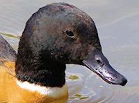 Australian Shelduck (Head, Bill & Eyes) - pic by Nigel Key