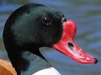 Common Shelduck (Head, Bill & Eyes) - pic by Nigel Key