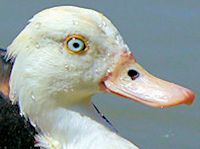 Radjah Shelduck (Head, Bill & Eyes) - pic by Nigel Key