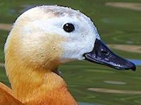 Ruddy Shelduck (Head, Bill & Eyes) - pic by Nigel Key